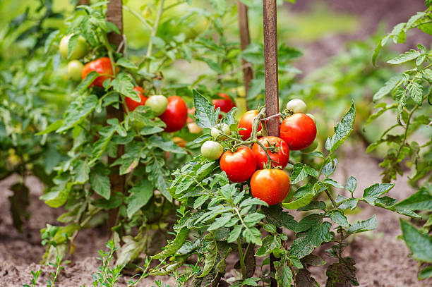 Potager en pleine terre